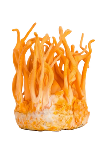 Cordyceps
