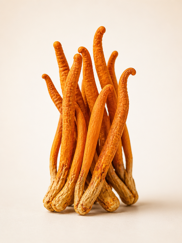 Cordyceps militaris