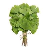 Ginkgo biloba