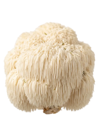 Lion's Mane
