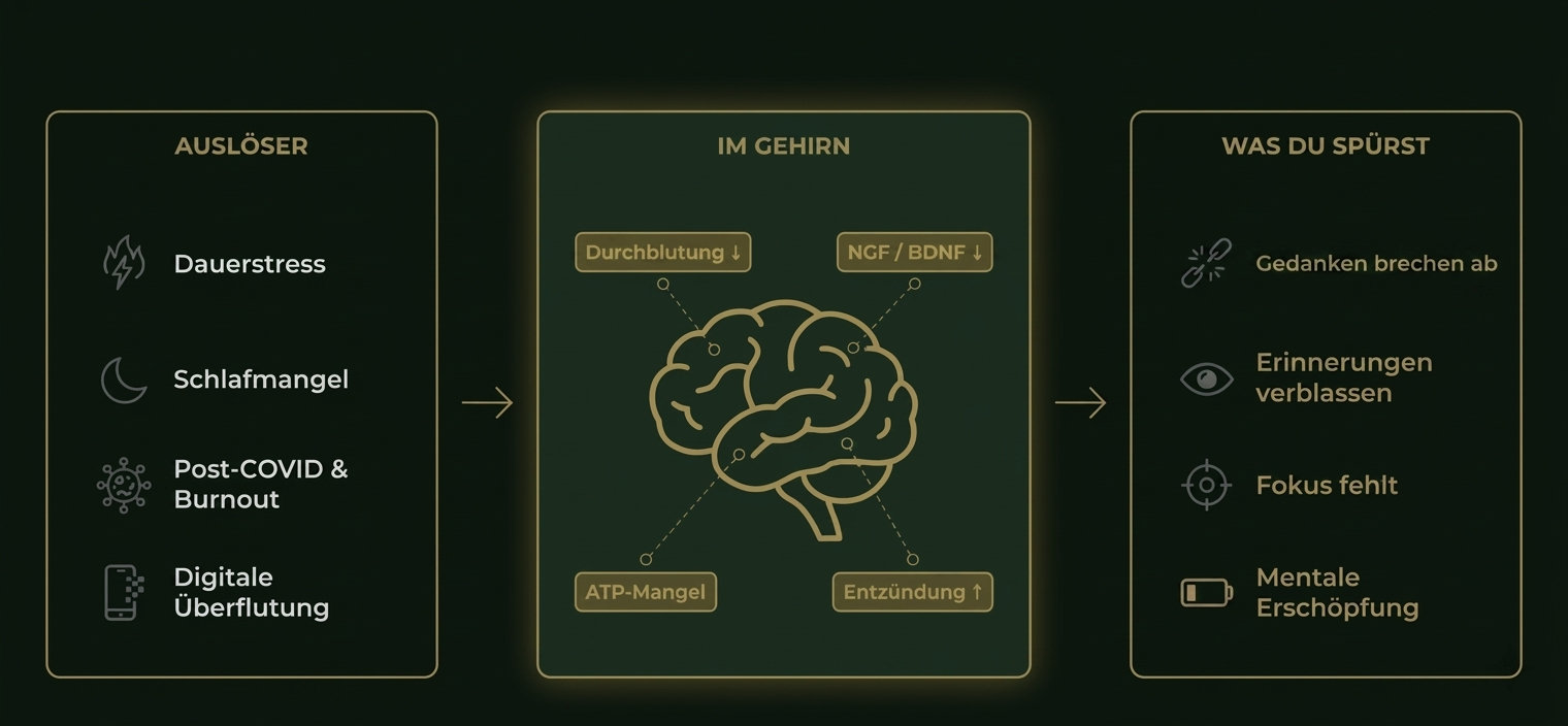 Die vier Ursachen